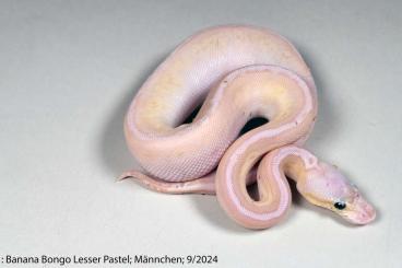Königspythons kaufen und verkaufen Photo: Königspython Python regius Nachzuchten 2024 Banana Cinnamon Pastel Königspythons kaufen und verkaufen Photo: Königspython Python regius Nachzuchten 2024 Banana Cinnamon Pastel
