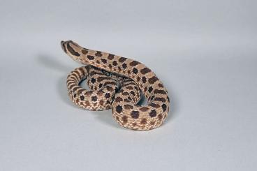 Königspythons kaufen und verkaufen Photo: Hakennasennattern Heterodon nasicus Wildfarben Axanthic Albino Königspythons kaufen und verkaufen Photo: Hakennasennattern Heterodon nasicus Wildfarben Axanthic Albino