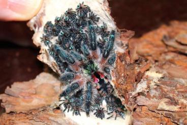 Spiders and Scorpions kaufen und verkaufen Photo: Typhochlaena seladonia bulk/Händler Spiders and Scorpions kaufen und verkaufen Photo: Typhochlaena seladonia bulk/Händler