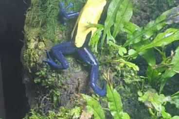 Frösche kaufen und verkaufen Foto: For sale Dendrobates tinctorius Citronella trio Frösche kaufen und verkaufen Foto: For sale Dendrobates tinctorius Citronella trio