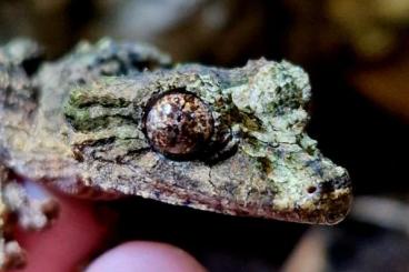 Geckos kaufen und verkaufen Foto: Uroplatus pietschmanni pair for sale