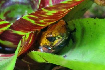 Poison dart frogs kaufen und verkaufen Photo: Male O.histrionica Playa de Oro for sale