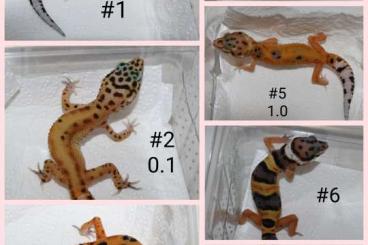 Geckos kaufen und verkaufen Photo: Leopardgeckos NZen 2023 Eublepharis macularius