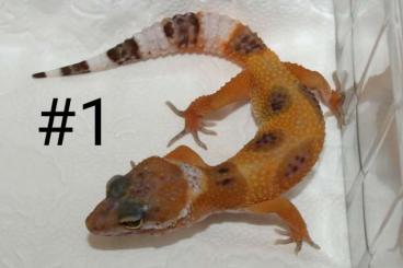 Geckos kaufen und verkaufen Photo: (0.)0.8 Leopardgeckos NZ 06/2021