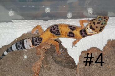 Geckos kaufen und verkaufen Foto: (0.)0.4 Leopardgeckos NZ 2021