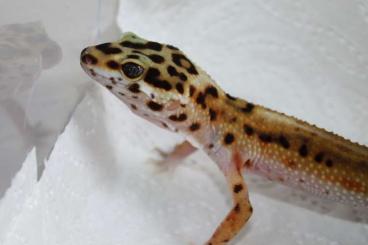 Geckos kaufen und verkaufen Foto: 1.0 Leopardgecko NZ 2022 