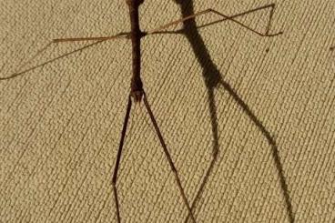Insekten kaufen und verkaufen Foto: PHASMID, PHYLLIUM, HAAINIELLA, PARECTATOSOMA EGGS Insekten kaufen und verkaufen Foto: PHASMID, PHYLLIUM, HAAINIELLA, PARECTATOSOMA EGGS