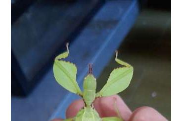 Insekten kaufen und verkaufen Foto: STICK INSECT, PHASMID, PHYLLIUM, HAAINIELLA, ACHRIOPTERA EGGS