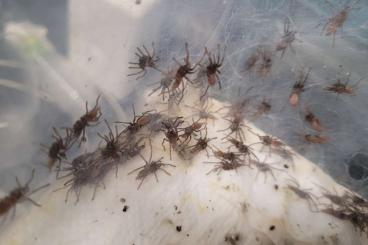 Spinnen und Skorpione kaufen und verkaufen Foto: Birupes simoroxigorum FH 1
