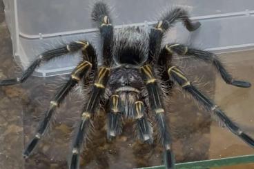 Spiders and Scorpions kaufen und verkaufen Photo: Biete Vogelspinnen zur Abholung Spiders and Scorpions kaufen und verkaufen Photo: Biete Vogelspinnen zur Abholung