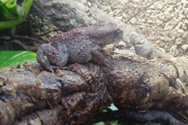 frogs kaufen und verkaufen Photo: Sclerophrys mauritanica CB2021