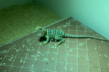 other lizards kaufen und verkaufen Photo: Crotaphytus collaris new mexico fancy spotted CB 05.2022