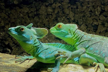 andere Echsen kaufen und verkaufen Foto: Basiliscus plumifrons CB2022!