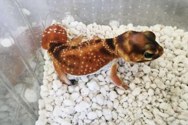 Lizards kaufen und verkaufen Photo: Nephrurus levis pilbarensis 