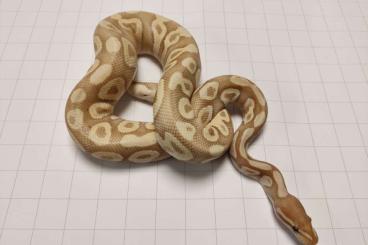 Ball Pythons kaufen und verkaufen Photo: 0.0.3 Königspythons zu verkaufen