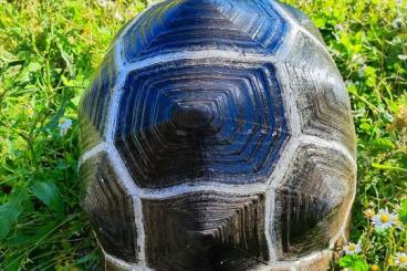 Landschildkröten kaufen und verkaufen Foto: Cedo 0.0.1 Aldabra gigantea