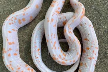 Schlangen kaufen und verkaufen Foto: BARONI, DRYMARCHON, GUTTATUS