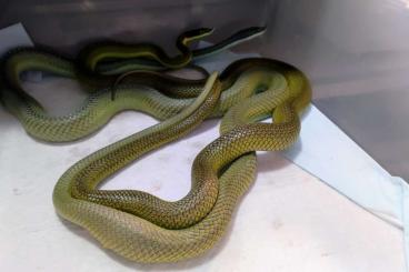Schlangen kaufen und verkaufen Foto: looking for: philodryas baron, hognose and cornsnakes