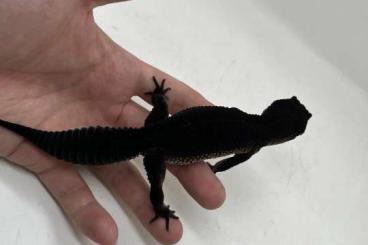 Lizards kaufen und verkaufen Photo: solid Blacknight breeding group  FOR SALE