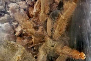 Spinnen und Skorpione kaufen und verkaufen Foto: Biete PSALMOPOEUS PULCHER Spinnen und Skorpione kaufen und verkaufen Foto: Biete PSALMOPOEUS PULCHER