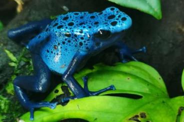 Poison dart frogs kaufen und verkaufen Photo: Biete 0,1 Dendrobates Azureus