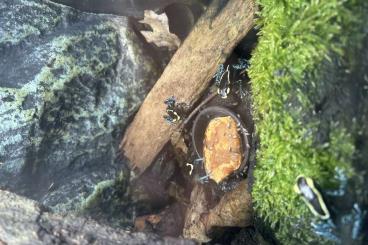 Poison dart frogs kaufen und verkaufen Photo: Biete 0,0,6 Tinctorius Graubeiner Poison dart frogs kaufen und verkaufen Photo: Biete 0,0,6 Tinctorius Graubeiner
