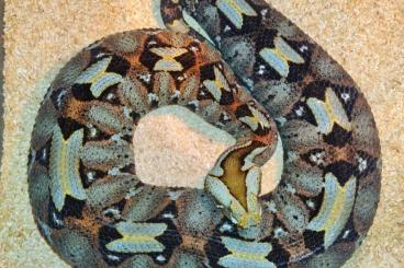 Giftschlangen kaufen und verkaufen Foto: 0.1 Bitis nasicornis Uganda