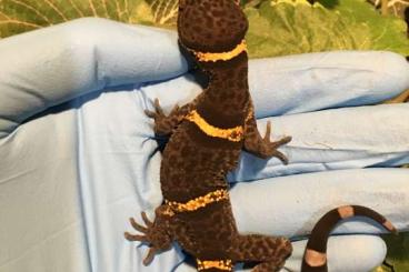 Geckos kaufen und verkaufen Foto: Looking for any Goniurosaurus 