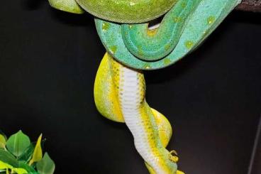 Pythons kaufen und verkaufen Foto: Morelia viridis Cyclop x Wamena 
