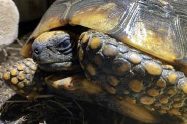 Schildkröten  kaufen und verkaufen Foto: Suche/ Searching for Chelonoidis Denticulata