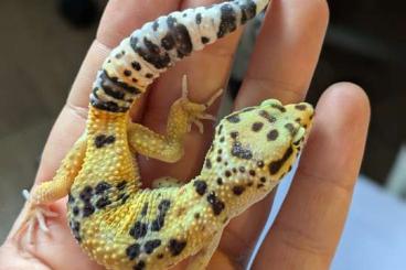 Geckos kaufen und verkaufen Photo: Leopardgeckos aus Rostock Geckos kaufen und verkaufen Photo: Leopardgeckos aus Rostock