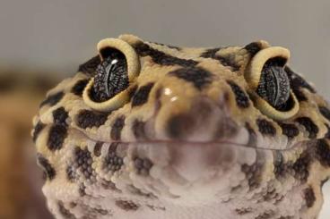 Geckos kaufen und verkaufen Foto: Leopardgeckos aus Rostock NZ 2024