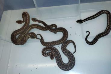 Giftschlangen kaufen und verkaufen Foto: Vipera kaznakovi  NZ 2023