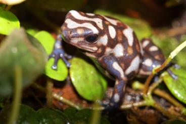 Poison dart frogs kaufen und verkaufen Photo: Hamm 11.03 Dendrobates auratus Pena Blanca Poison dart frogs kaufen und verkaufen Photo: Hamm 11.03 Dendrobates auratus Pena Blanca
