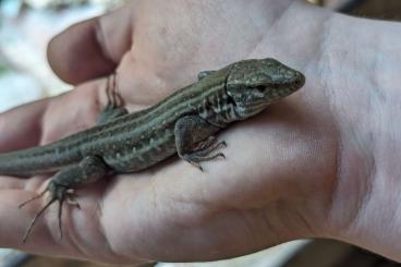 other lizards kaufen und verkaufen Photo: Suche Lacerta agilis mutations