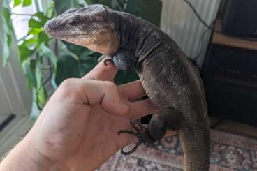 other lizards kaufen und verkaufen Photo: Looking for Gallotia species 