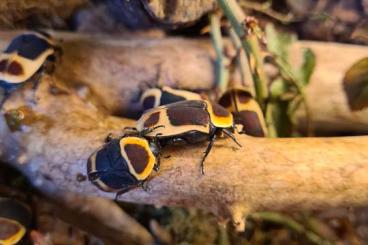 Insekten kaufen und verkaufen Foto: Kongo-Rosenkäfer/ Kubanische asseln