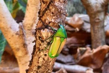 Insekten kaufen und verkaufen Foto: Chlorocala africana camerunica Rosenkäfer Larven