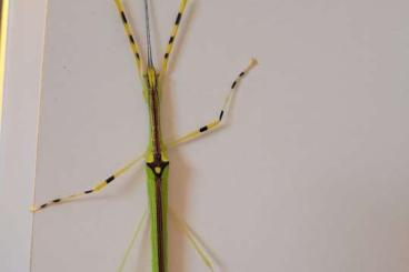 Insects kaufen und verkaufen Photo: Anarchodes annulipes Nymphen Phasmiden 