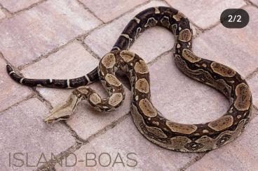 Boas kaufen und verkaufen Foto: Venezuela paraguana peninsula boas