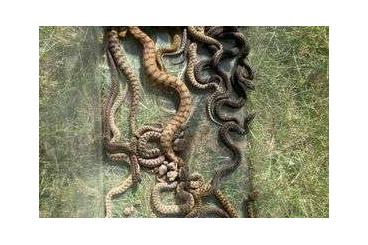 Venomous snakes kaufen und verkaufen Photo: Biete berus,aspis und ammodytes NZ23 an