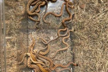 Schlangen kaufen und verkaufen Foto: Biete 0.0.15.aspis aspis aus Freilandterrarien
