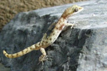 Geckos kaufen und verkaufen Photo: Verkaufe Zwerg Wüsten Gecko 