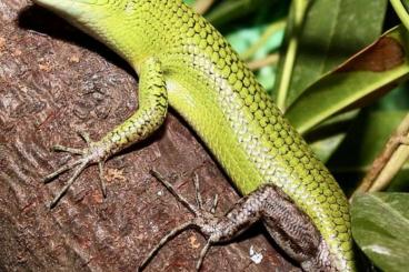Skinks kaufen und verkaufen Photo: Suche lamprolepis smaragdina