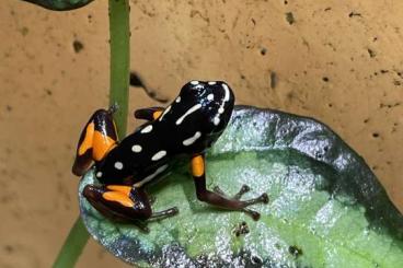 frogs kaufen und verkaufen Photo: Ranitomeya lamasi/ A. castaneoticus
