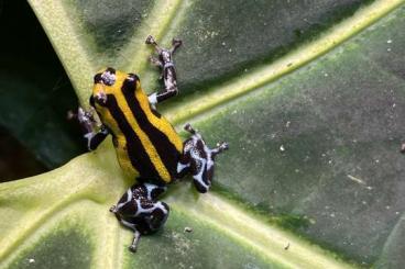 Poison dart frogs kaufen und verkaufen Photo: Ranitomeya lamasi ”Hochland“