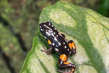 Poison dart frogs kaufen und verkaufen Photo: Adelphobates castaneoticus