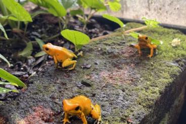 Pfeilgiftfrösche kaufen und verkaufen Foto: Phyllobates terribilis Pfeilgiftfrosch