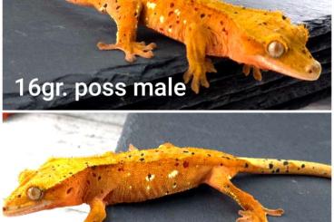 Geckos kaufen und verkaufen Foto: Kronengecko C.ciliatus female unsexed 