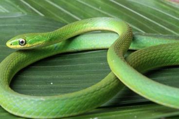 Nattern ungiftige  kaufen und verkaufen Foto: Opheodrys aestivus ( Raue Grasnatter )